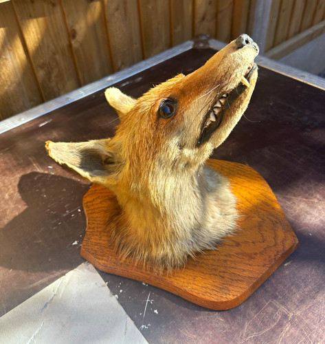 Vintage mounted fox head - fox,