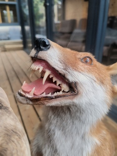 Taxidermy fox full - taxidermy, size