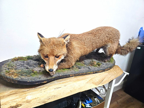 Fox taxidermy full body - taxidermy,