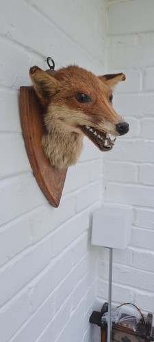 Vintage taxidermy fox - fox, head