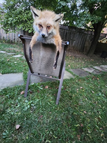 Soft mount fox - soft,