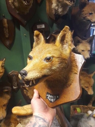 Taxidermy fox mask - mask, mount