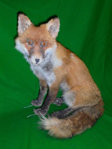 Irish red fox trophy - red, hunting