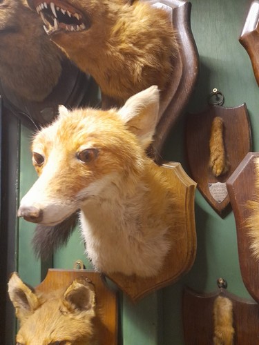 Taxidermy fox mask head - taxidermy, mount