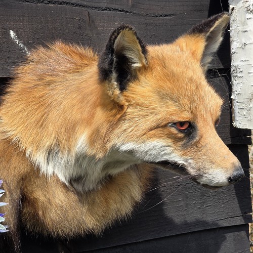 Fox head taxidermy - head,