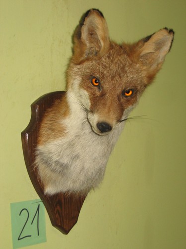 Fox head taxidermy - fox,