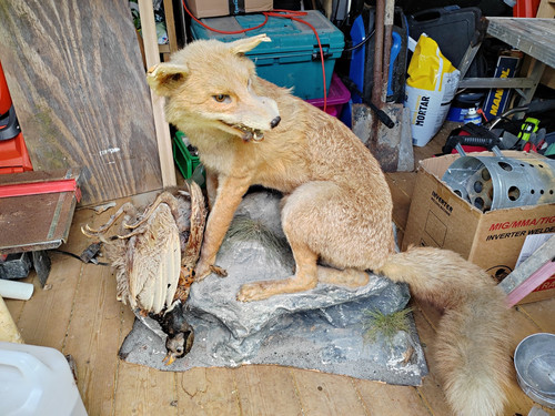 Mounted fox taxidermy with - fox,