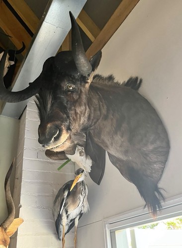 Black wildebeest very correct - very,