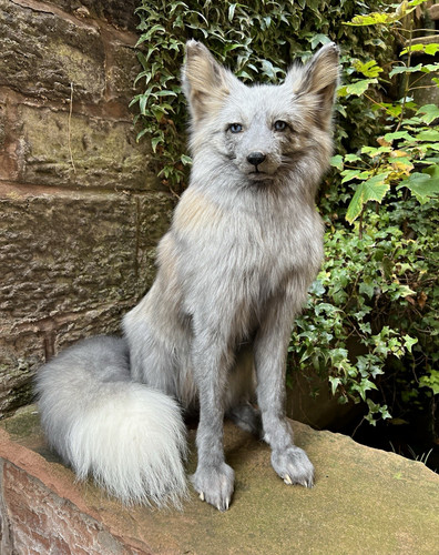 Stunning taxidermy silver fox - stunning,