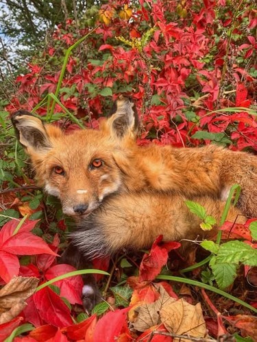 Wild red fox soft - wild, (semi