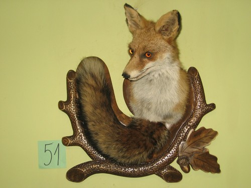 Fox head taxidermy shield - head,