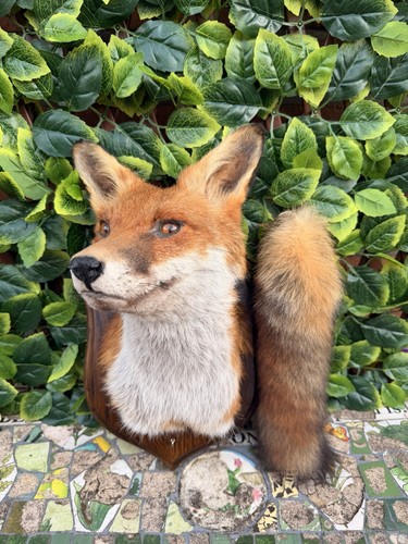 Beautiful red fox taxidermy - beautiful,