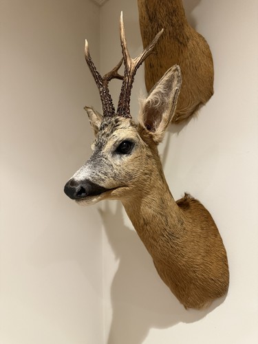 Taxidermy roe deer shoulder - taxidermy,
