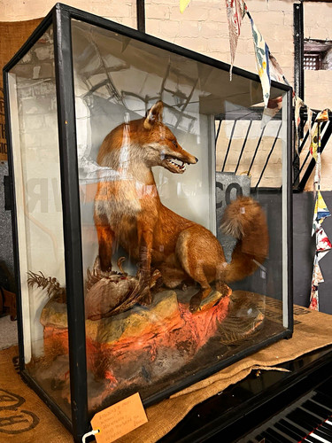 Fox taxidermy full - full, mount
