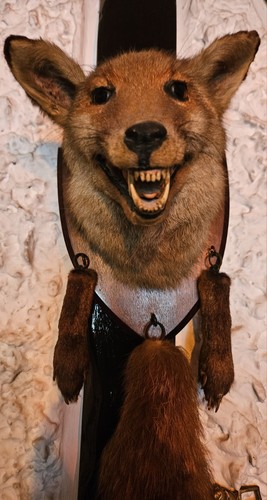 Fox head tail - /tail, mount