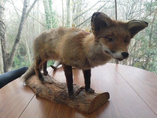 Taxidermy fox full mount - taxidermy,