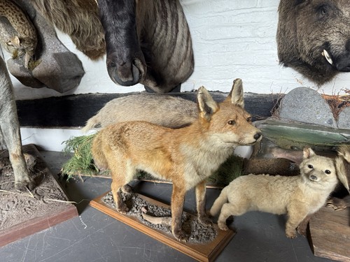 Full mount fox for sale - fox,