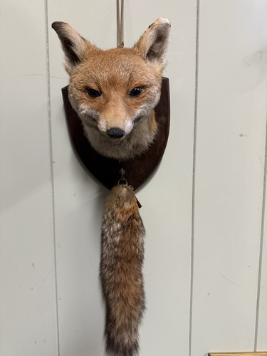 Taxidermy fox mask with - taxidermy,