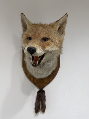 Taxidermy fox mounted - mounted, on