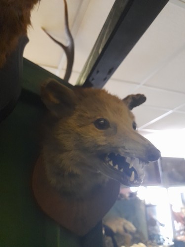Taxidermy fox mask head - head, mount