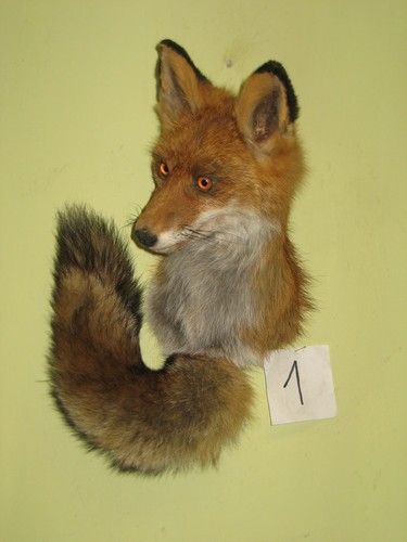 Fox head taxidermy - head,