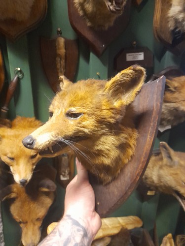 Taxidermy fox mask head mount - taxidermy,