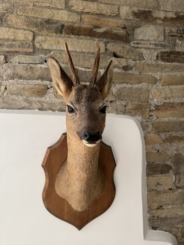 Taxidermy roe buck shoulder - taxidermy,