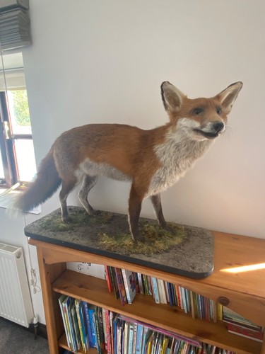 Taxidermy fox full mount - fox,