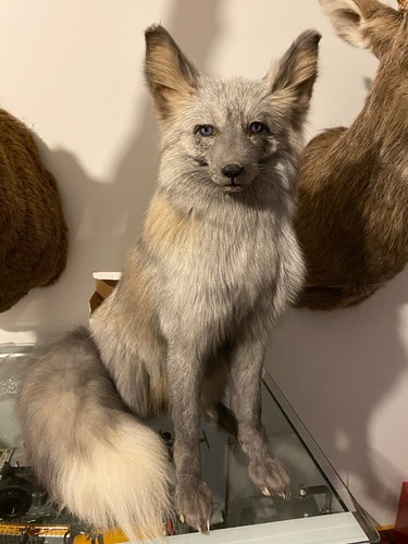 Taxidermy full mount cross fox - cross,