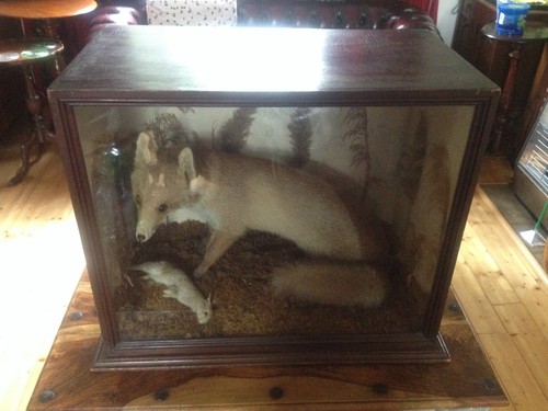 Victorian taxidermy cased red - cased,