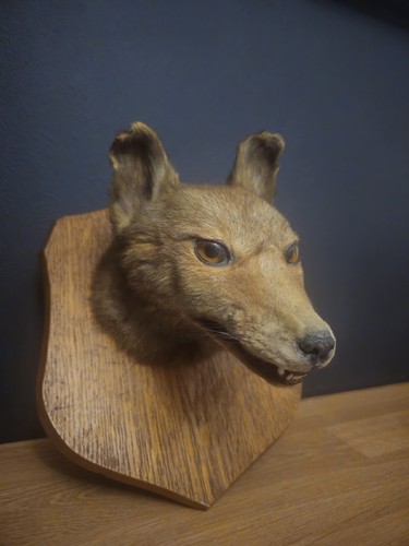 Taxidermy fox head - fox, mounted