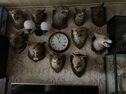Collection fox head - collection, mounts