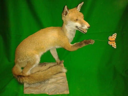 Fox and butterfly irish - fox,