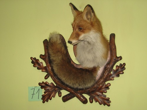 Fox head taxidermy - +, shield