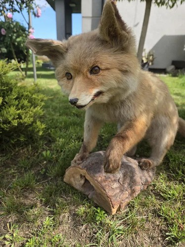 Full body young red - red, fox