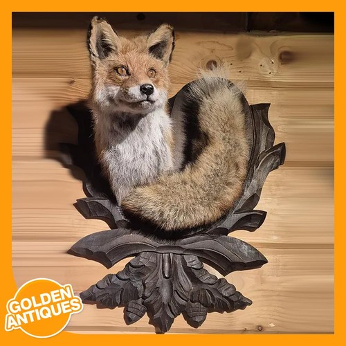 Real red fox interior rustic - fox,