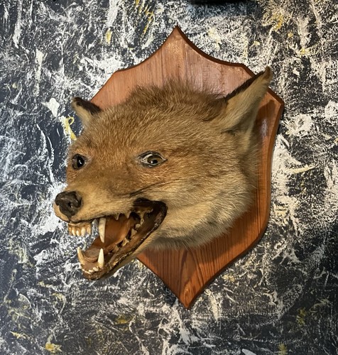Taxidermy fox head mounted - taxidermy,