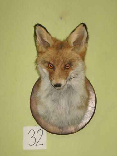 Fox head taxidermy shield - head,