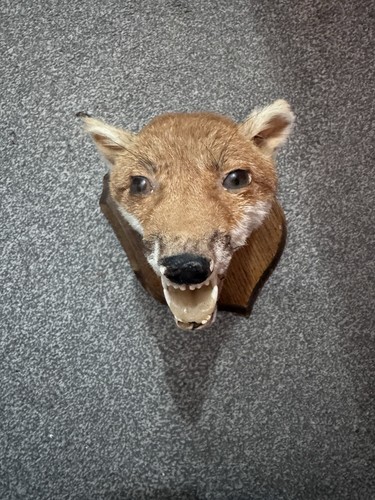 Taxidermy fox head mounted - fox,