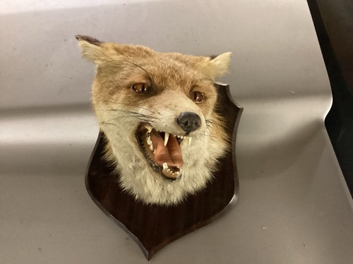 Old mounted fox head - old,