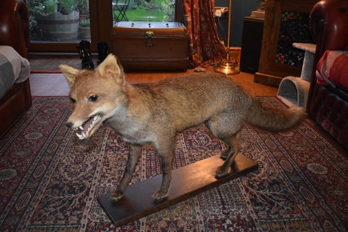 Taxidermy fox full - taxidermy,