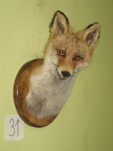 Fox head taxidermy shield - fox,
