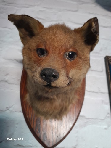 Bartlett son fox head - fox,