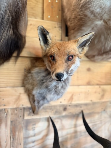 Taxidermy fox shoulder mount - fox,