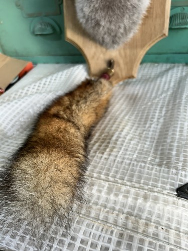 Taxidermy fox mount with - fox, on
