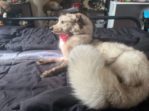 Soft mount taxidermy - , blue