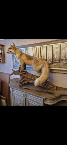 Taxidermy fox full - taxidermy,