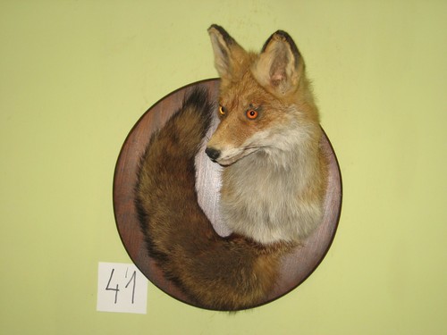 Fox head taxidermy shield - fox,