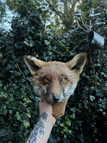 Fox head taxidermy - fox, mount