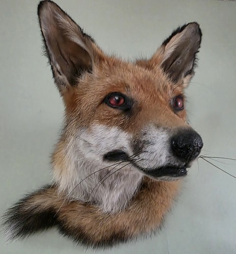 Taxidermy fox head wall mount - taxidermy,